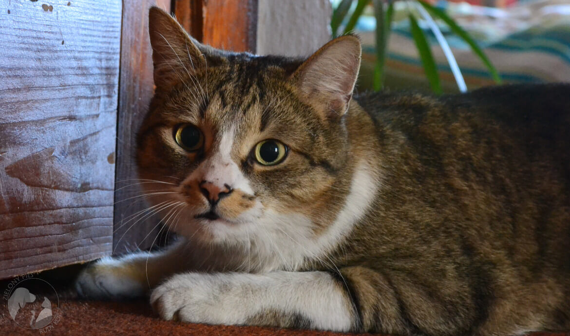 Leczenie mięsaka poiniekcyjnego